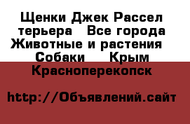 Щенки Джек Рассел терьера - Все города Животные и растения » Собаки   . Крым,Красноперекопск